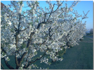 Riedel Bodensee Kirschblüte